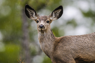 White-tailed deer (Odocoileus virginianus)