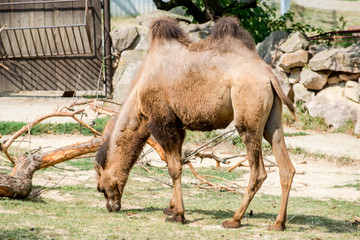 Bactrian camel (Camelus bactrianus). Wildlife animal.