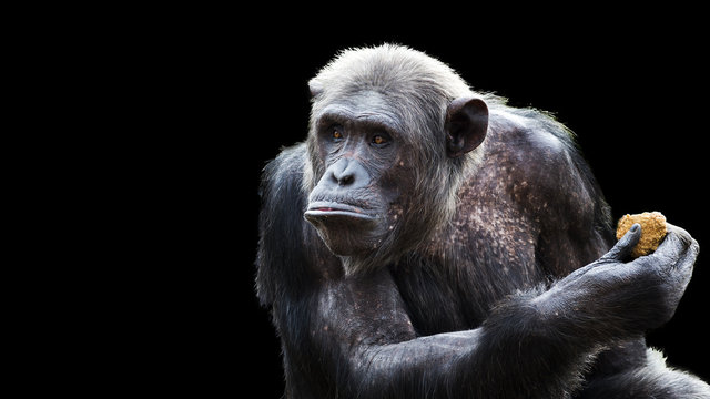 close up portrait of a greedy chimpanzee on a black background