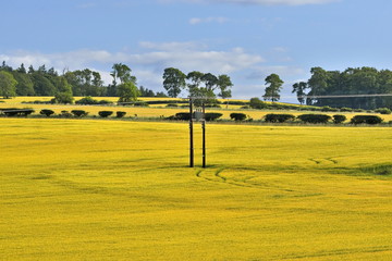 Fototapeta premium The young shoots of the blue sky, Scotland, Livingstone, uk