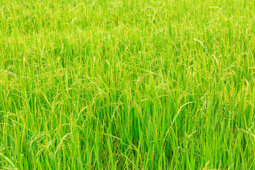 Green spike of rice in paddy rice field