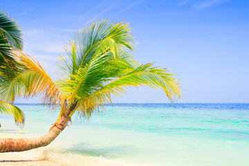 Fototapeta na wymiar Exotic palm trees on white sand beach