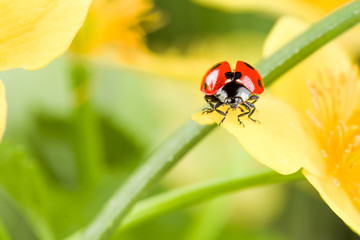 Ladybug on Grass Over Green Bachground