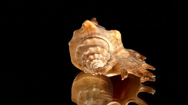 Beautiful sea shell on black, rotation, reflection, close up