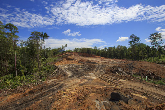 Deforestation environmental damage destruction of rainforest