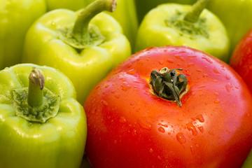 One single wet tomato and many green bell pepper with water drops as fresh organic vegetables closeup macro view composition