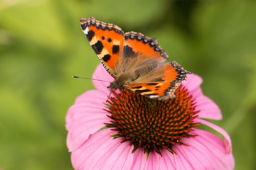 tortoiseshell butterfly sitting on blooming purple echinacea