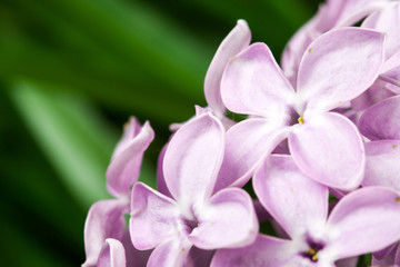 violet lilac flowers