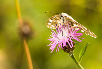 white and brown butterfly sitting on purple flower with green background