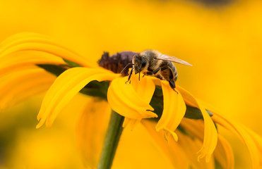 honeybee collecting nectar from yellow flower black eyed zuzana