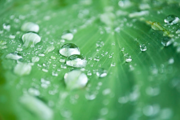 Gouttes de pluie sur végétal