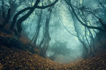 Foto op Plexiglas Sprookjesbos Trail door een mysterieus donker oud bos in mist. Herfst