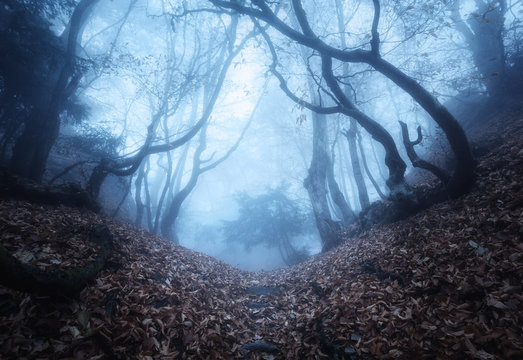 Fototapeta Trail through a mysterious dark old forest in fog. Autumn