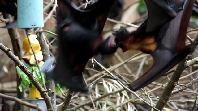 Primer plano de un zorro volador (Pteropus lylei), murciélago que come fruta colgado boca abajo desde lo alto de un árbol. Zoo.  Argentina. 
