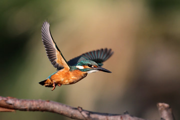 Kingfisher in flght