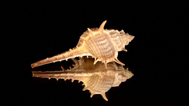 Prickly sea shell on black, rotation, reflection, close up