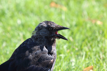 the jackdaw bird with open beak on a green background