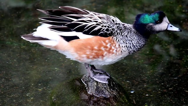 Pato overo en una reserva animal. Argentina