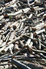 eucalyptus plantation