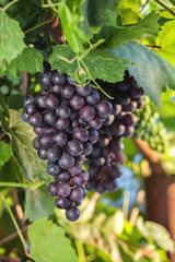 Fresh grapes on the vine branches. The concept of autumn