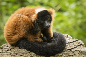 Fototapeta premium Red Ruffed Lemur