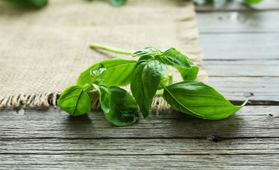 Green fresh basil with sackcloth on table close up