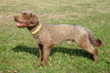 The portrait of Spanish Waterdog on a green grass lawn