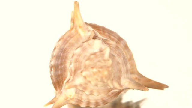 Prickly sea shell on white, rotation, reflection, close up, cam