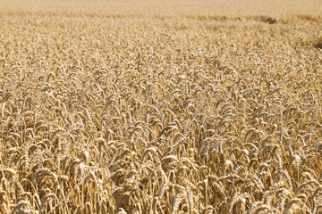 Goldenes Weizenfeld bis zum Horizont