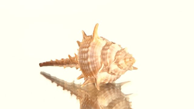 Prickly sea shell on white, rotation, reflection, cam moves to