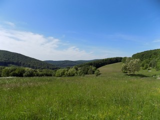 Meadow, deciduous forest and sky