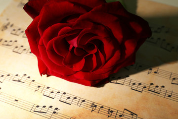 Beautiful red rose on music sheets, closeup