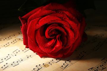 Fototapeta premium Beautiful red rose on music sheets, closeup