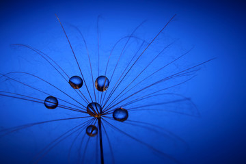 the water drops on a dandelion