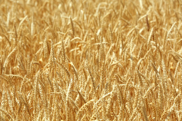 Beautiful summer field