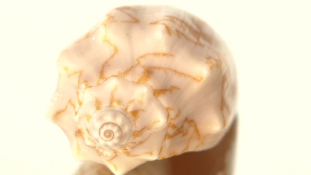 Marine sea shell isolated on white, rotation, reflection, close