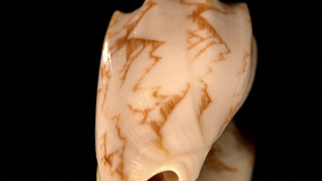 Marine sea shell isolated on black, rotation, reflection, close