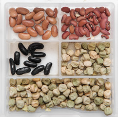 different legume seeds