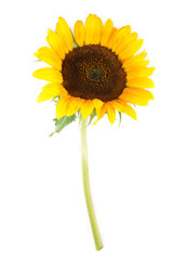 Naklejka premium Yellow sunflower isolated on white