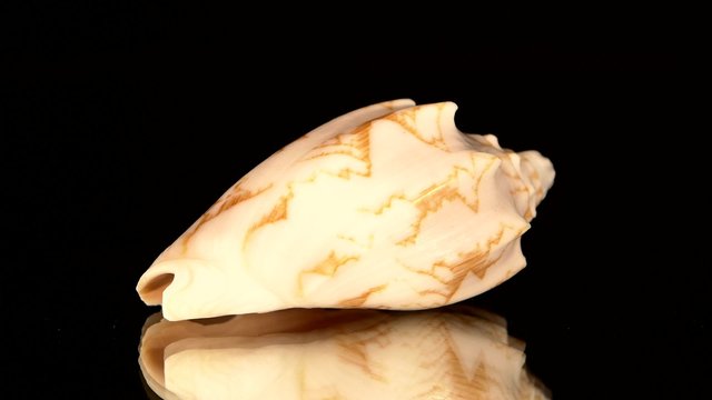 Marine sea shell isolated on black, rotation, reflection