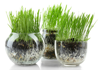 Green grass in transparent pots, isolated on white