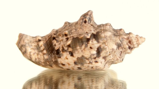 Beige marine sea shell isolated on black, rotation, reflection