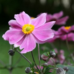 Anemone japonica 