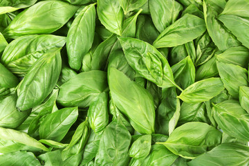 Green fresh leaves of basil close up