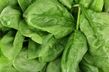 Green fresh leaves of basil close up