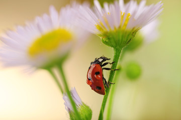 Ladybug on flower, closeup