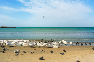 Birds on a sea beach on a spring day