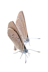 Two brown butterflies on a black background