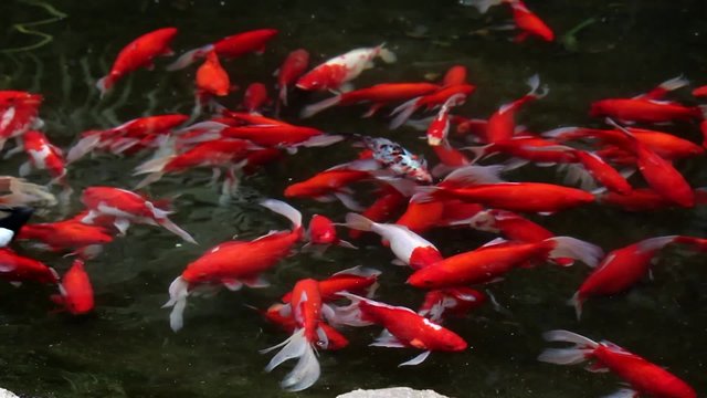 Cardumen de peces rojos y un pato, nadan en el estanque del zoo. Argentina
Peces rojos y un pato, dos tomas de video diferentes en un archivo de v&iacute;deo