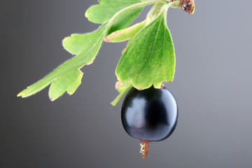 Wild black currant with green leaf on gray background